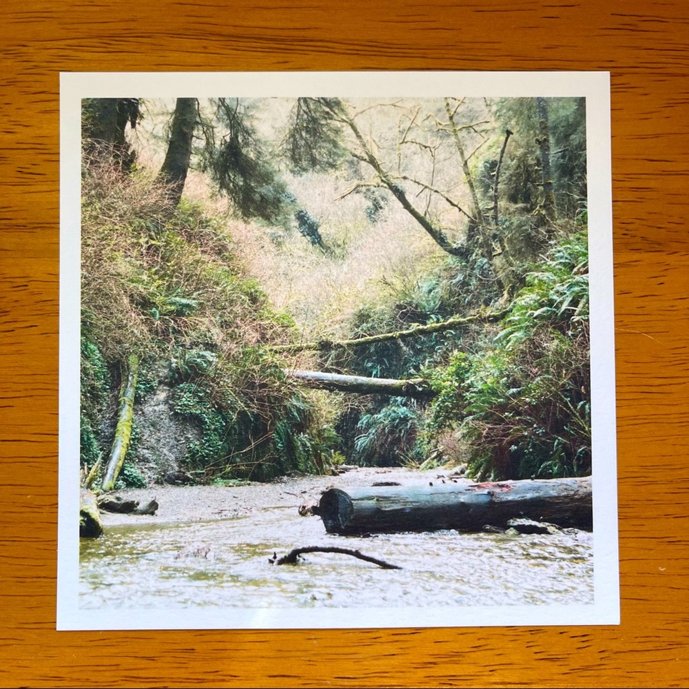 Art Print / Fern Canyon / 35mm Film / 5x5